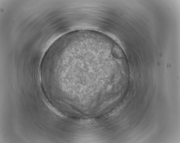 X0000070420887200606302058