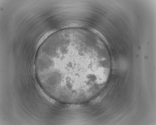 X0000070420890200606302058