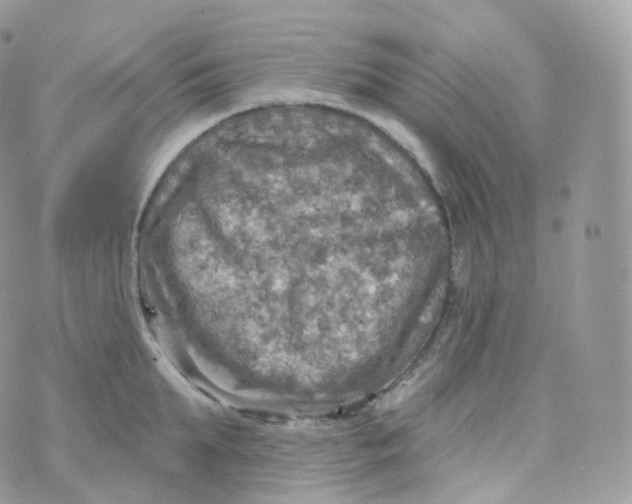 X0000070420903200606302058