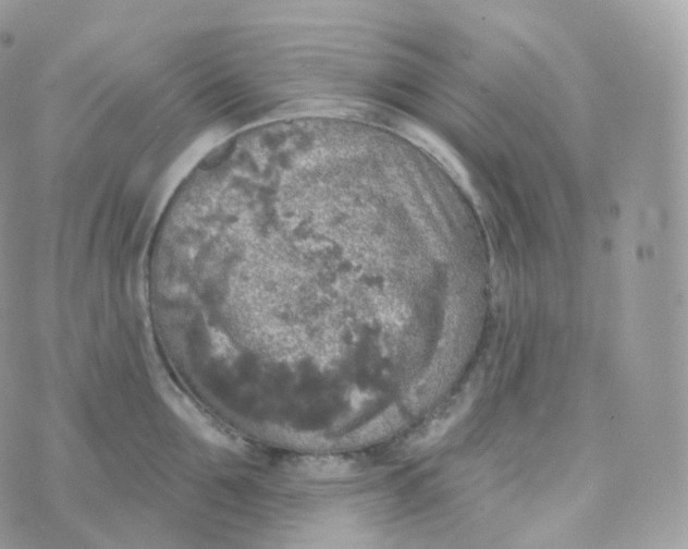 X0000070420907200606302058