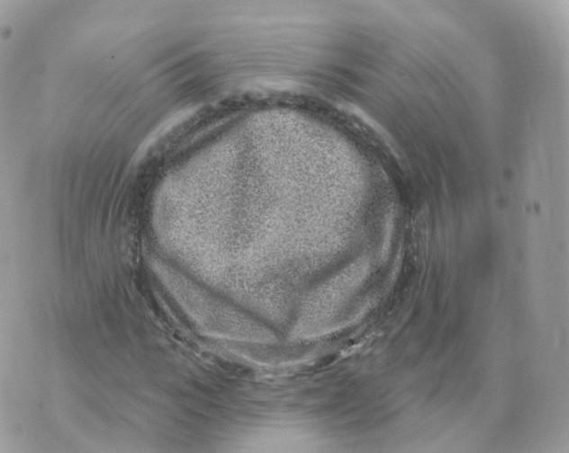 X0000070420919200606302057