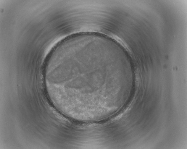 X0000070420926200606302057