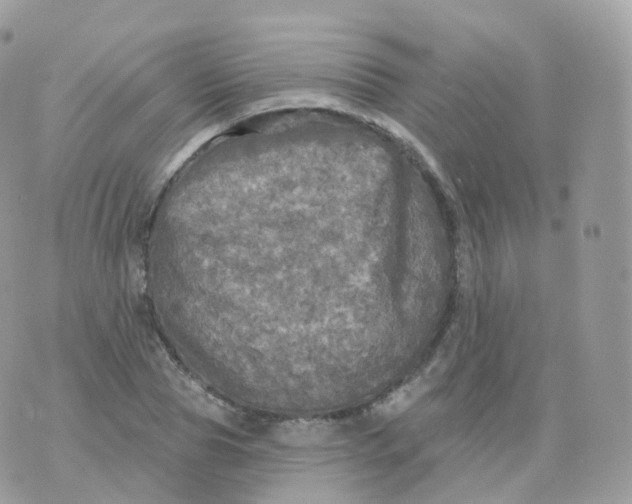 X0000070420929200606302057