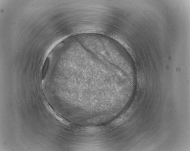 X0000070420933200606302057