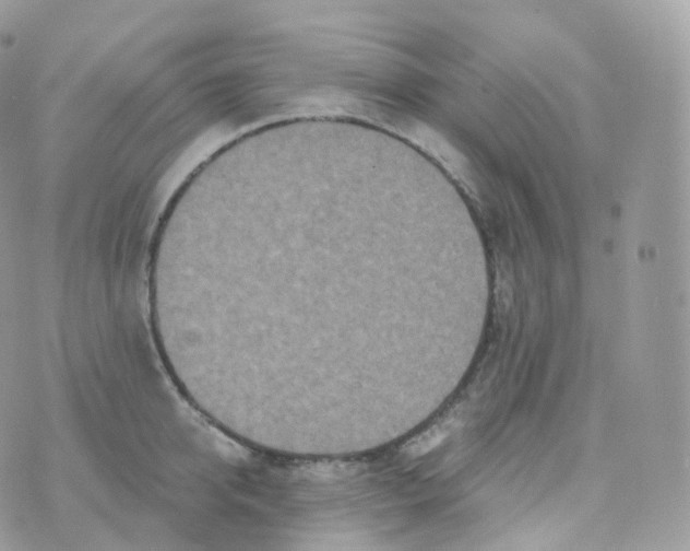 X0000070420950200606302058