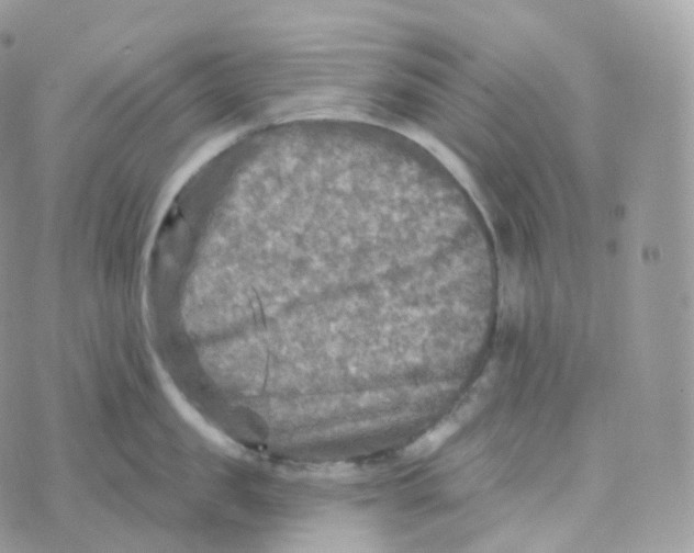 X0000070420957200606302058