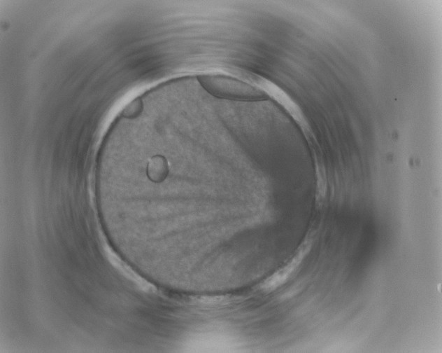 X0000070420958200606302058