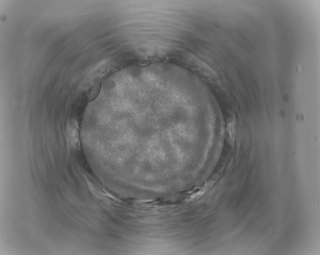 X0000070420963200606302057