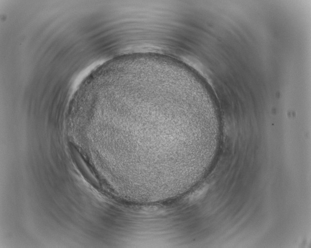 X0000070420979200606302057