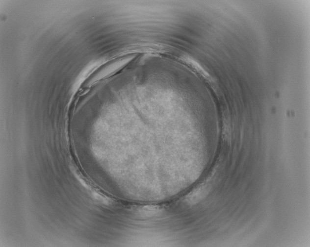 X0000070420986200606302057