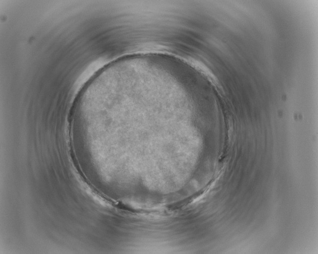 X0000070420990200606302057