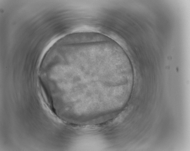 X0000070421008200606302056