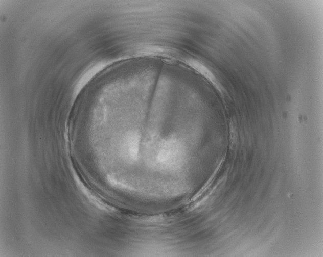 X0000070421047200606302056