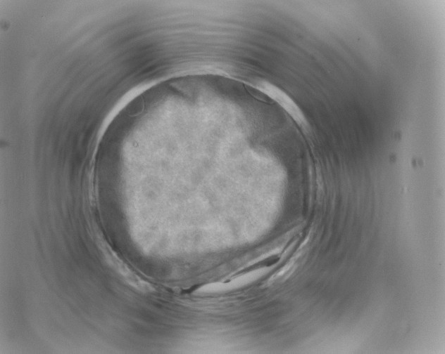 X0000070421052200606302056