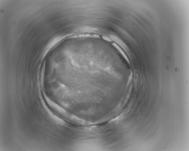 X0000070421055200606302056