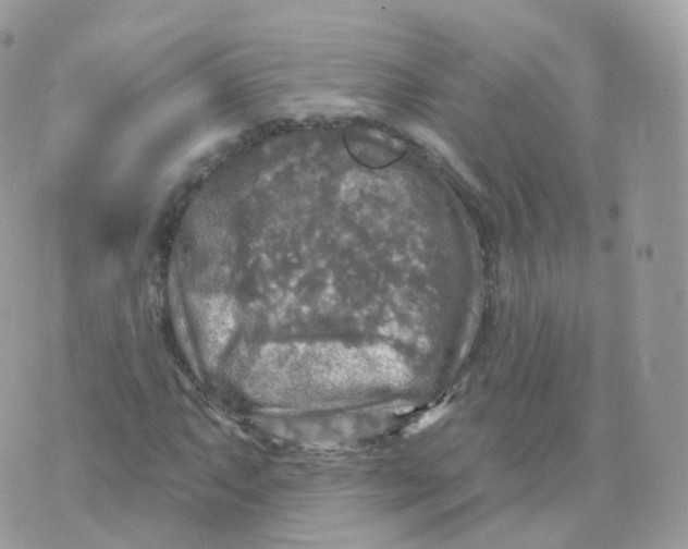 X0000070421063200606302055