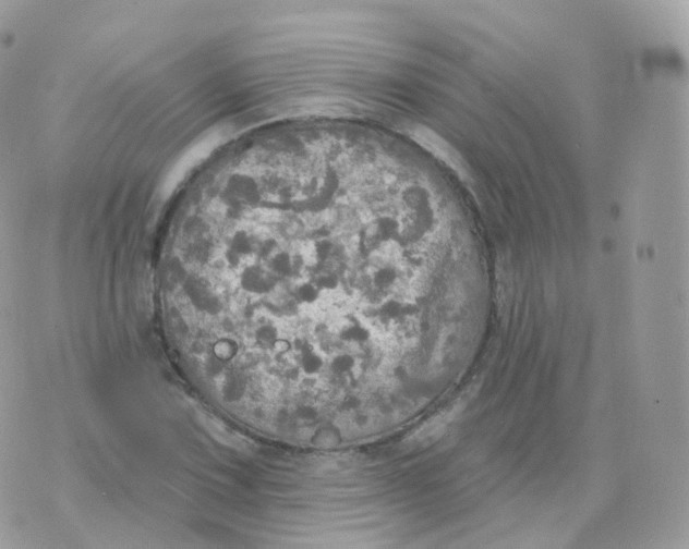 X0000070421067200606302055