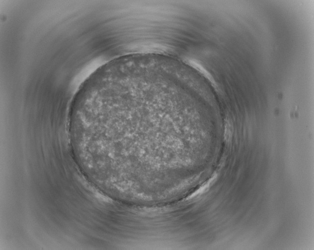 X0000070421071200606302055