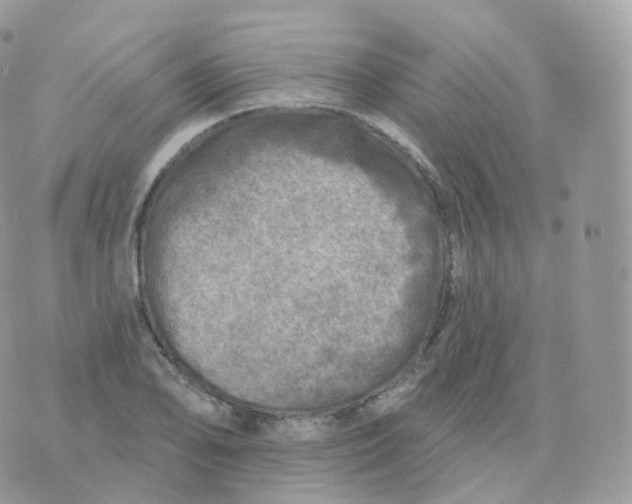 X0000070421078200606302055