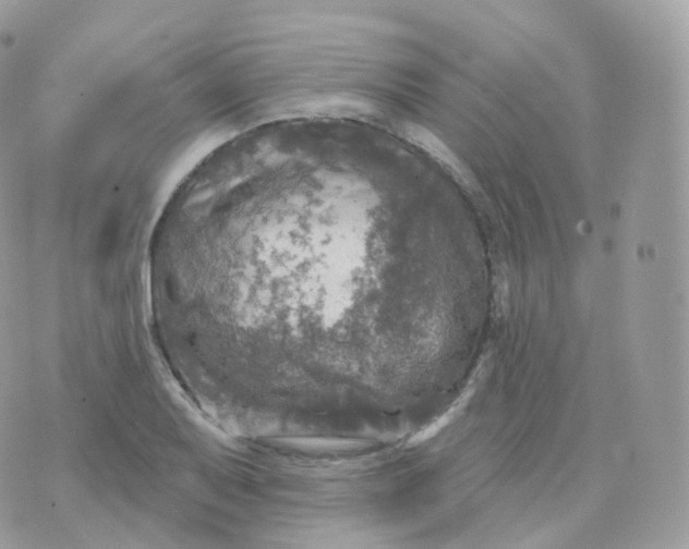 X0000070421079200606302055