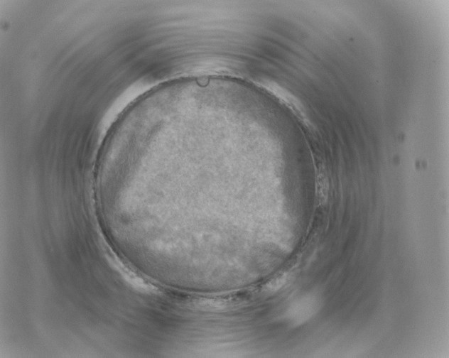 X0000070421086200606302055