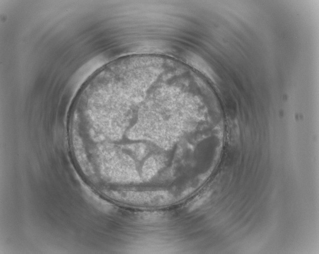 X0000070421087200606302055