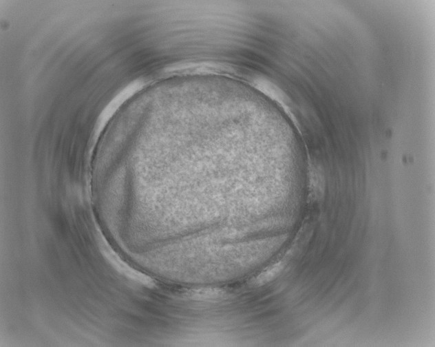 X0000070421090200606302055