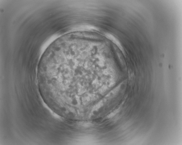 X0000070421103200606302055