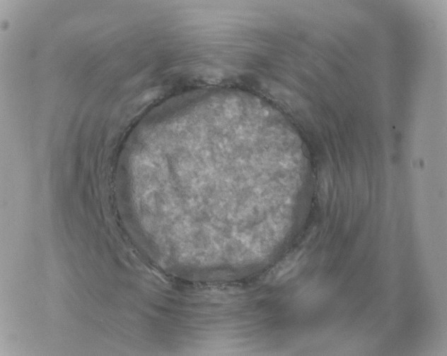 X0000070421105200606302054