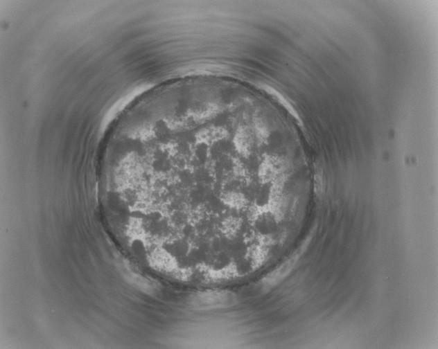 X0000070421117200606302054