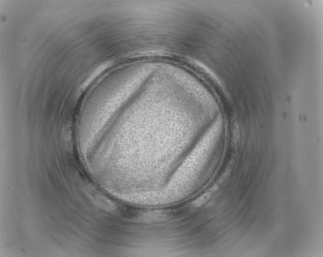 X0000070421162200606302054