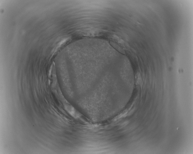 X0000070421202200606302052