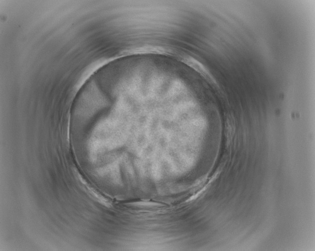 X0000070421228200606302053