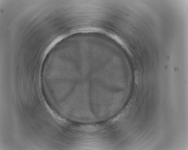 X0000070421229200606302053