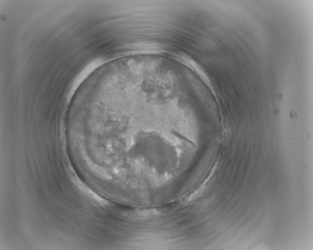 X0000070421243200606302053