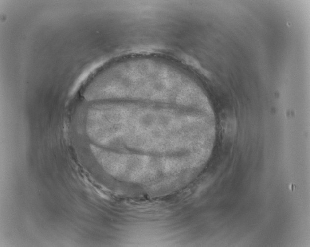 X0000070421256200606302052