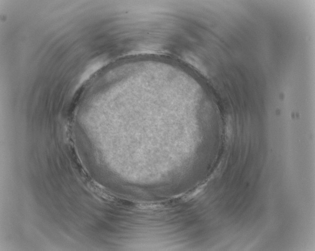 X0000070421258200606302052