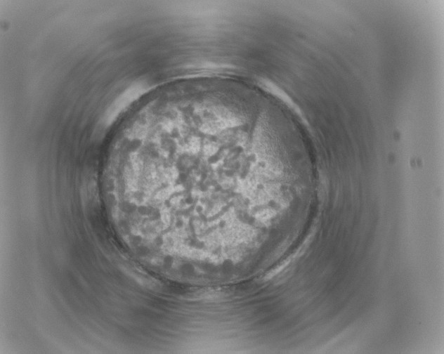 X0000070421259200606302052