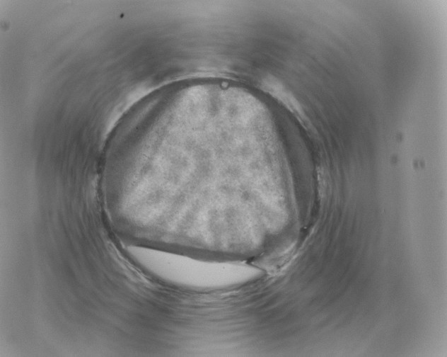 X0000070421260200606302052