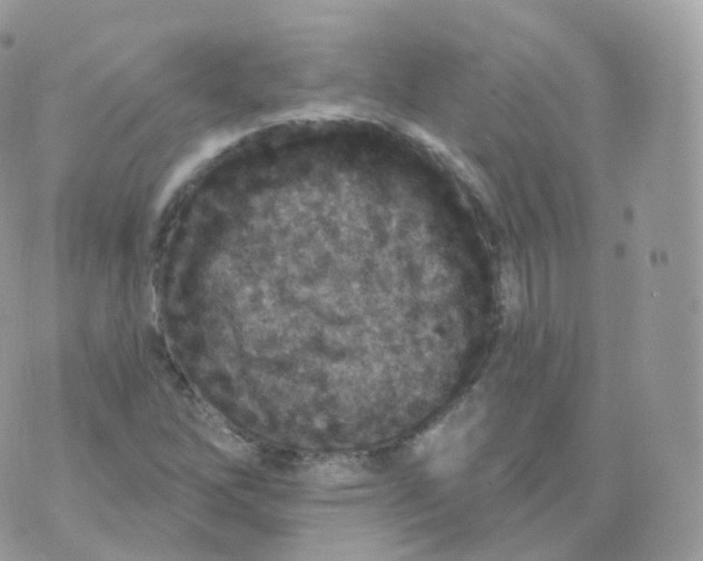 X0000070421262200606302052