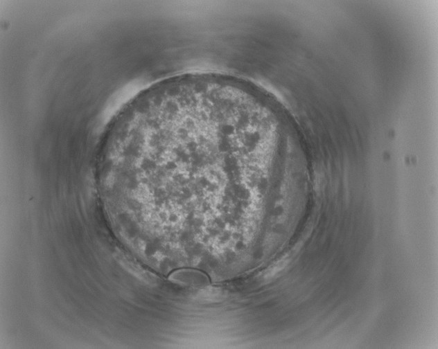 X0000070421263200606302052