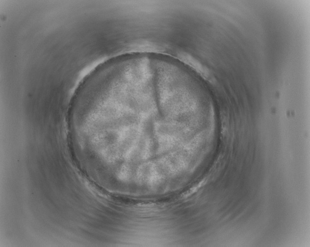 X0000070421264200606302052