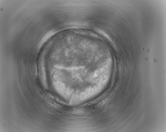 X0000070421267200606302052