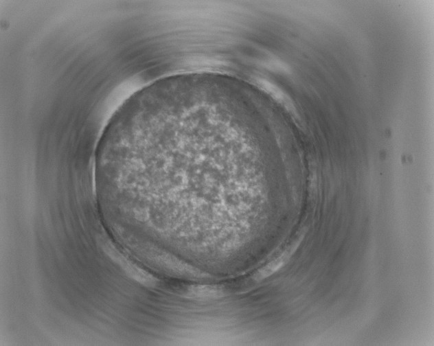 X0000070421275200606302052