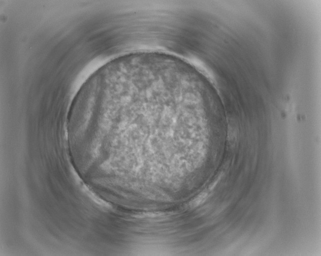 X0000070421287200606302052