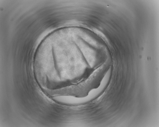 X0000070421288200606302052