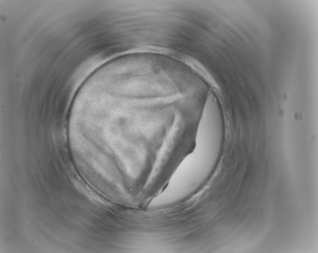 X0000070421292200606302052