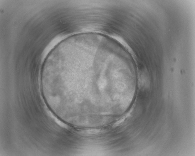 X0000070421294200606302052