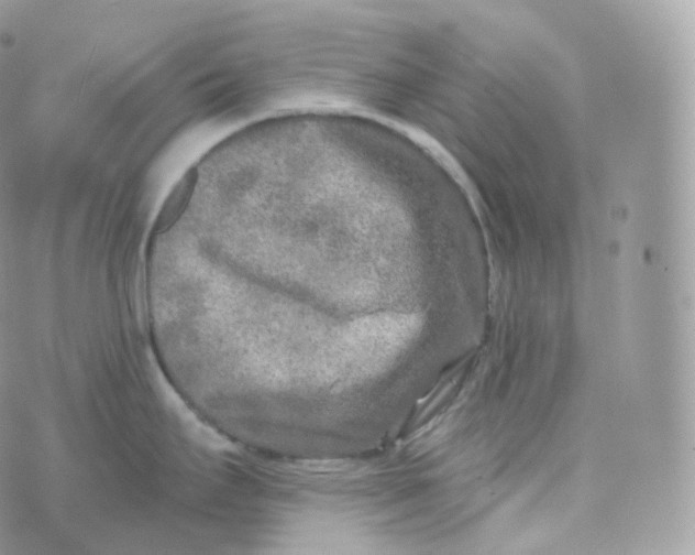 X0000070421295200606302052