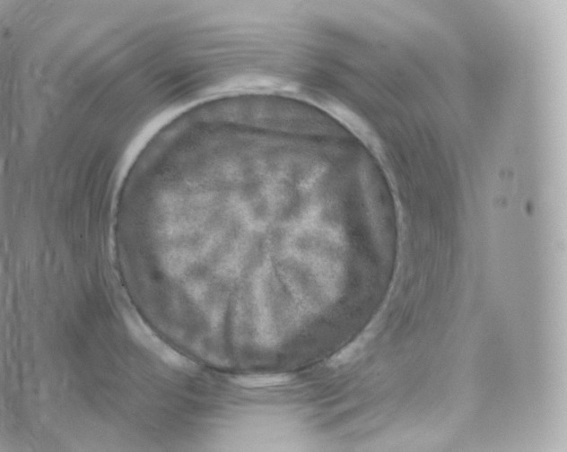 X0000070421296200606302052